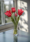 Fresh Touch Ruffled Parrot Tulip Bundle - Rose