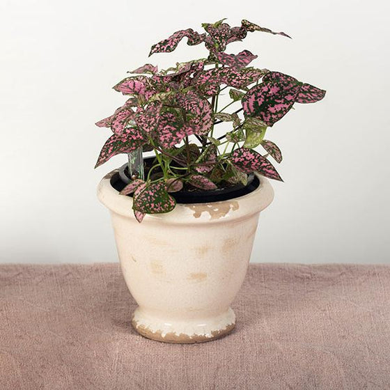 Rustic Cream Flower Pot